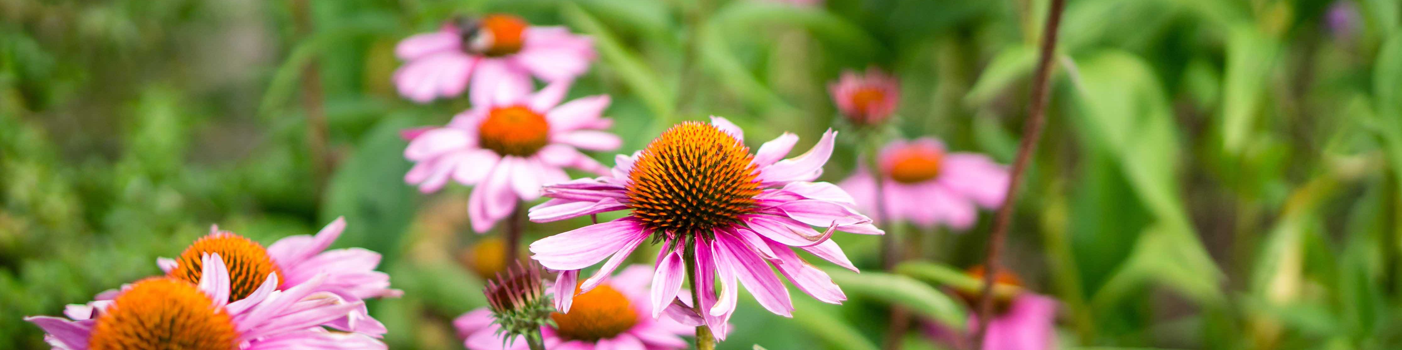 Neuro Body Psychology